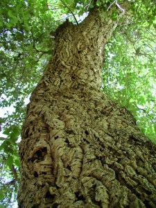 quercus_suber_corteccia